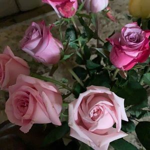 Meet your Posher, Jana